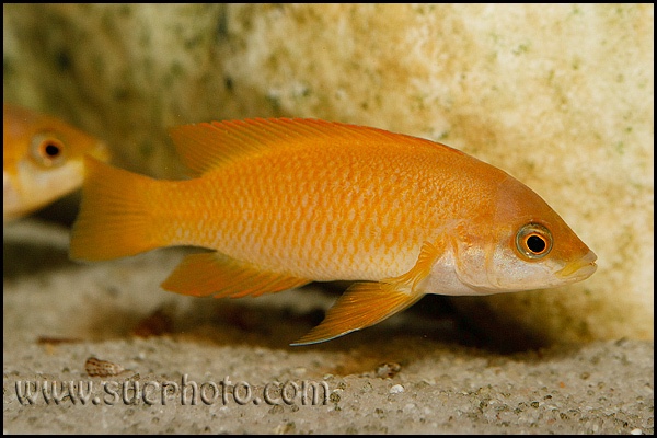 Neolamprologus mustax 'Mbita Island'